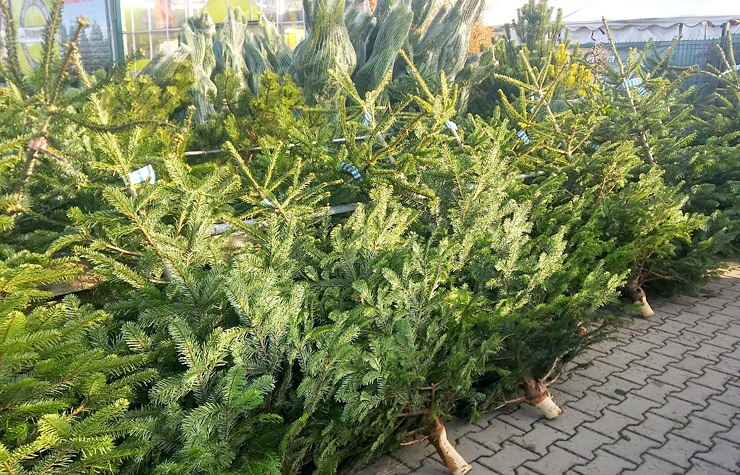 HLEDÁME BRIGÁDNÍKY  NA PRODEJ VÁNOČNÍCH STROMKŮ